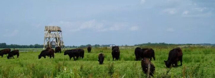 26 oktober: op excursie met Gallowayrunderen