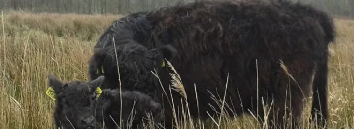 Eerste Gallowaykalveren geboren