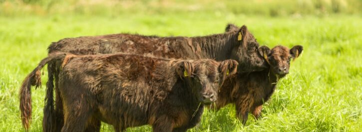 Met veel plezier presenteren wij u; de Noorderlanden Galloways!