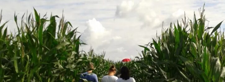 Opening doolhof op vrijdag 7 augustus!