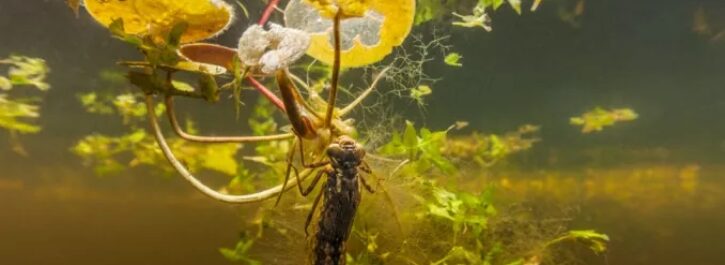 Beeldschone onderwaterfoto’s in informatiecentrum Meerstad